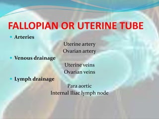 FALLOPIAN OR UTERINE TUBE
 Arteries
Uterine artery
Ovarian artery
 Venous drainage
Uterine veins
Ovarian veins
 Lymph d...