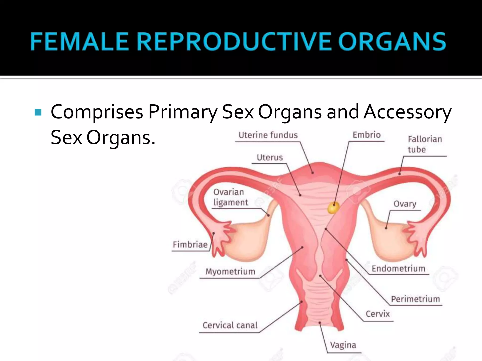 Sexual Reproduction Organs Female Reproductive System | PPTX