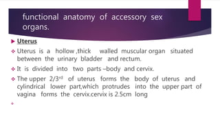 Female  reproductive system