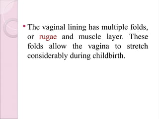 female reproductive system- (2).ppt in detail | PPT