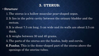 3. UTERUS:
• Structure:
1.The uterus is a hollow muscular pear-shaped organ.
2.It lies in the pelvic cavity between the ur...