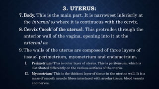 3. UTERUS:
7.Body. This is the main part. It is narrowest inferiorly at
the internal os where it is continuous with the ce...