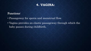 4. VAGINA:
Functions:
• Passageway for sperm and menstrual flow.
• Vagina provides an elastic passageway through which the...