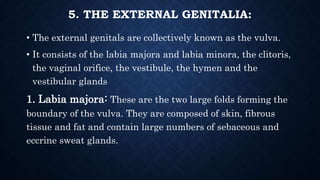 5. THE EXTERNAL GENITALIA:
• The external genitals are collectively known as the vulva.
• It consists of the labia majora ...