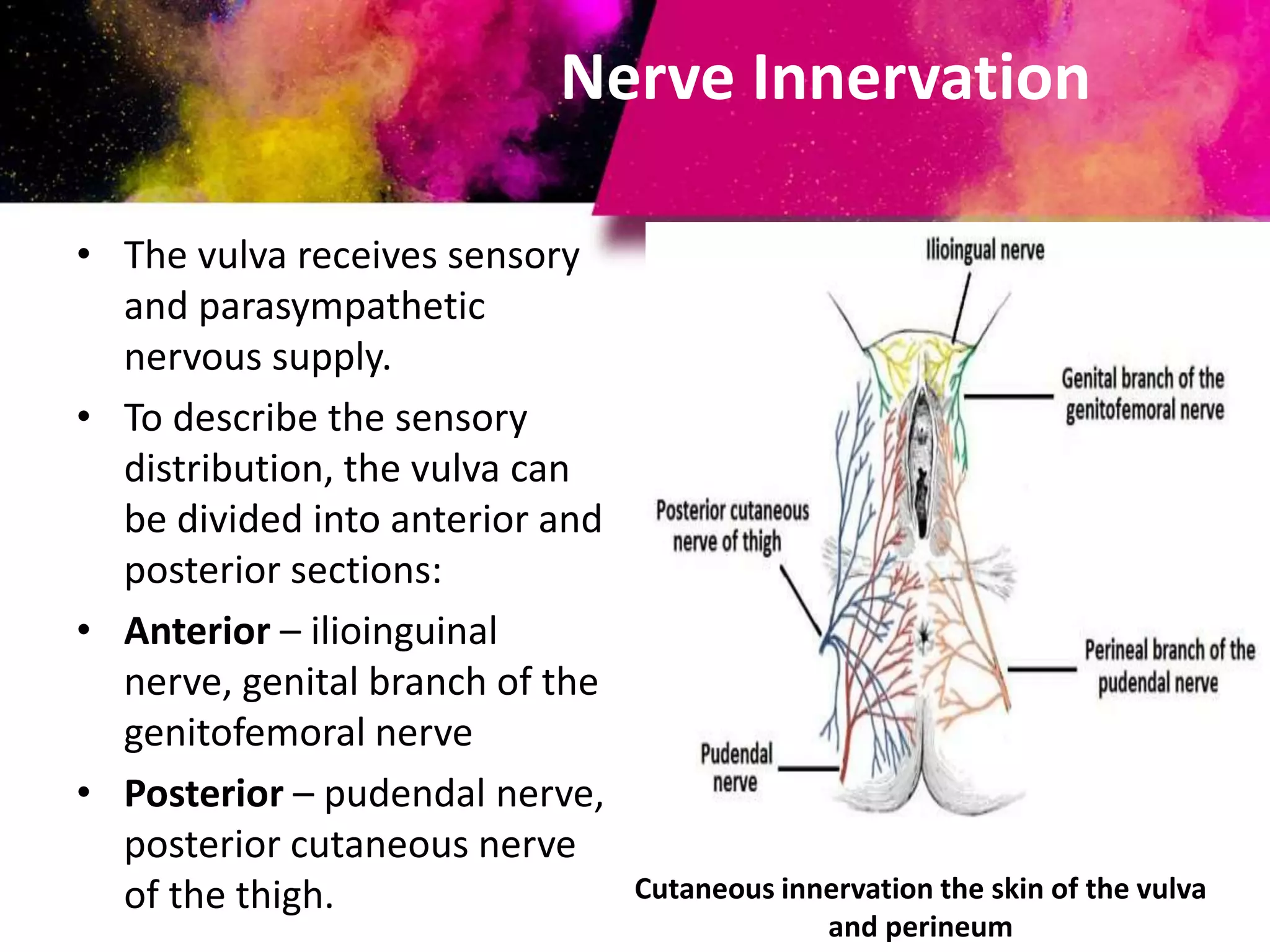 Female reproductive system | PPTX