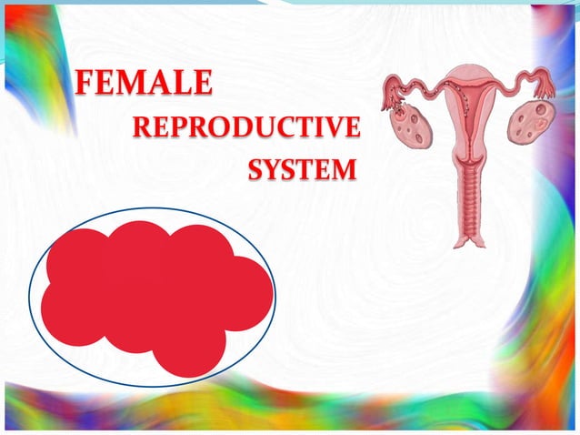 Ppt General Anatomy Of The Female Reproductive System Powerpoint Bilarasa