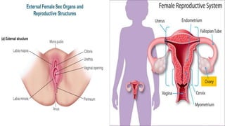 INTRODUCTION:
 The female reproductive system is made up of the
internal and external sex organs that function in
reprodu...