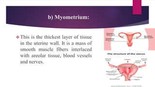 Contd..
 The functional layer is the upper
layer and it thickens and become
rich in blood vessels in the first half
of th...