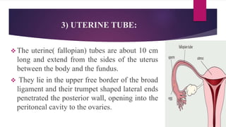 STRUCTURE:
 The uterine tubes are covered with
peritoneum (broad ligament), have a
middle layer of smooth muscle and are
...