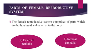 a) EXTERNAL GENITALIA:
 The external genitalia are known collectively as the vulva, and
consist of the:
1) Labia majora 2...