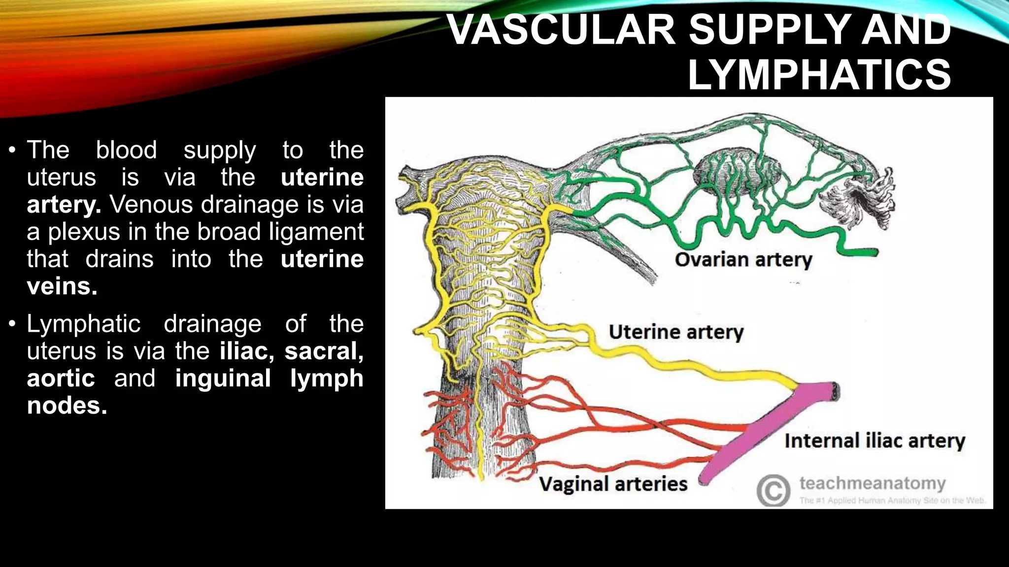 female-reproductive-system-pptx