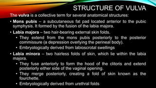 Female Reproductive System PPTX female-reproductive-system-pptx