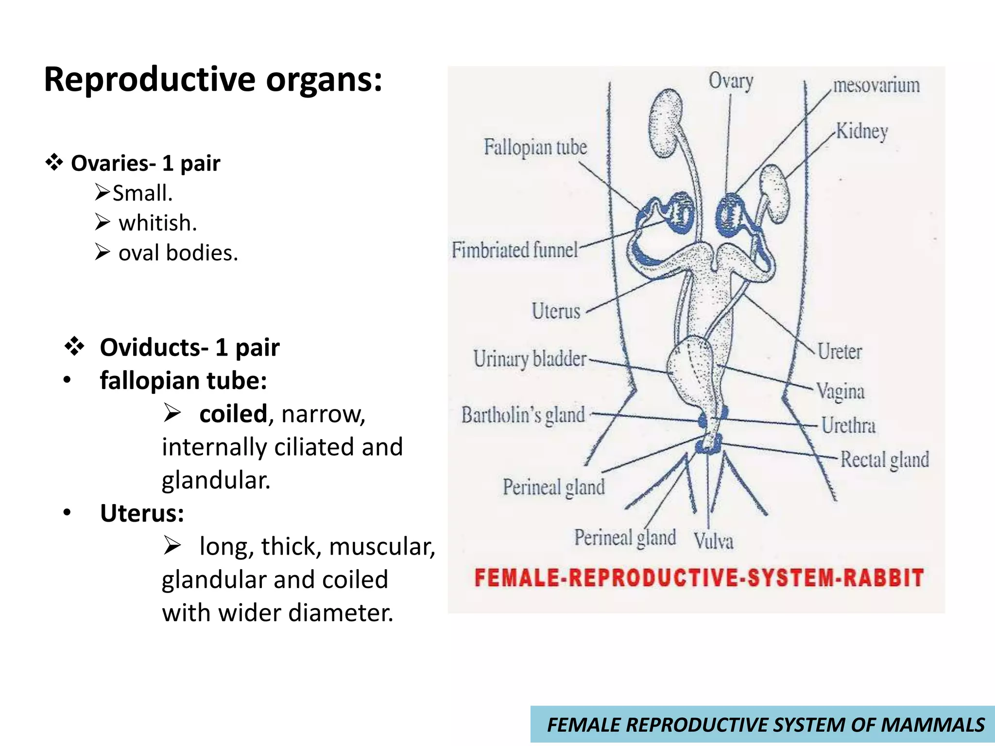 The Surprising Reproductive Cycle Of Birds - gax27it