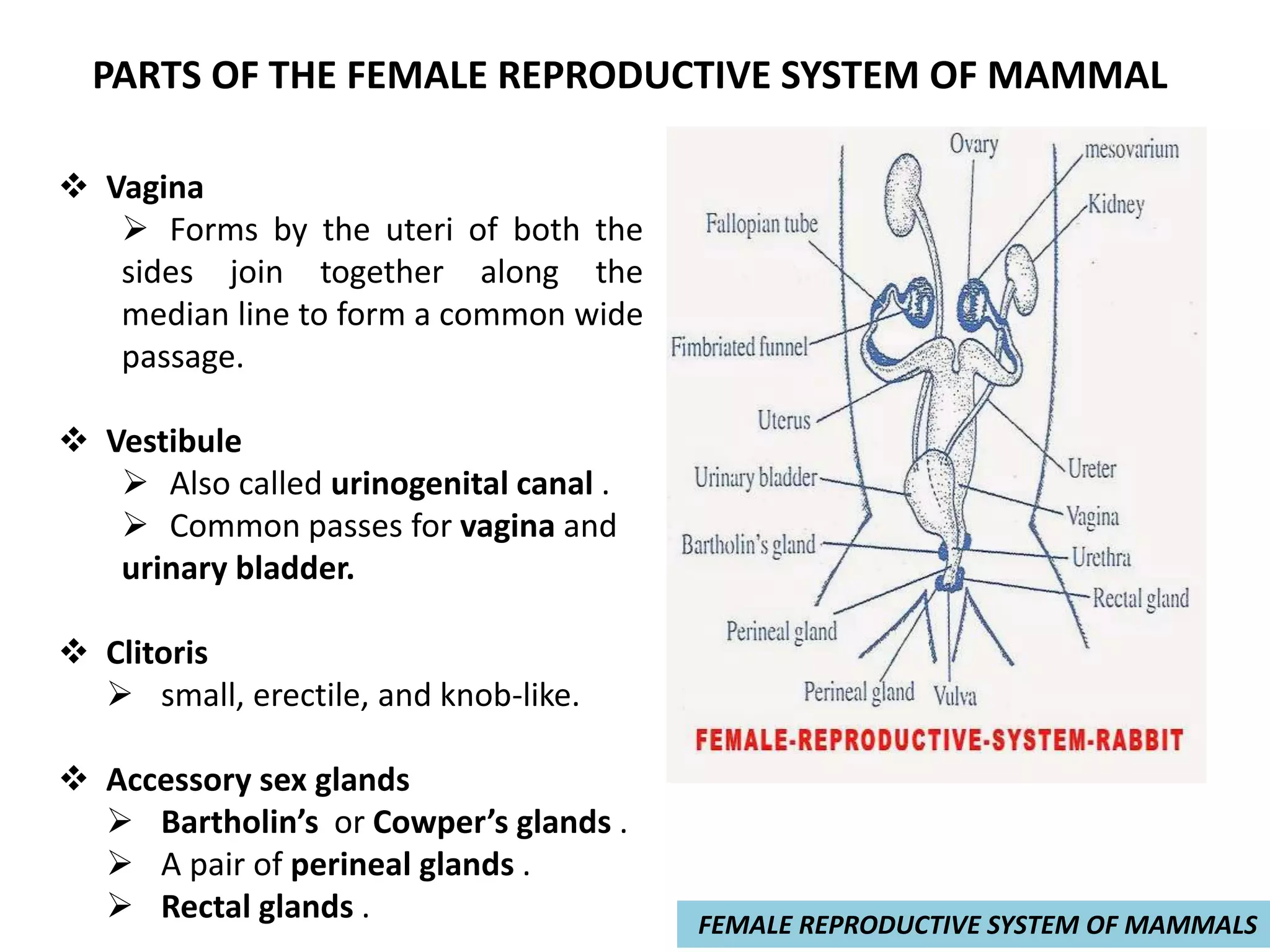 The Surprising Reproductive Cycle Of Birds - njy92a4