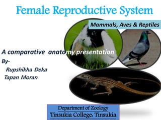 Female Reproductive System
A comparative anatomy presentation
By-
Rupshikha Deka
Tapan Moran
Department of Zoology
Tinsukia College: Tinsukia
Mammals, Aves & Reptiles
 