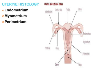 Female Reproductive System - Anatomy & Physiology - B.Pharm & Pharm.D
