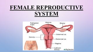 FEMALE REPRODUCTIVE
SYSTEM
 