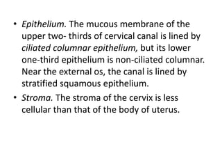 • Epithelium. The mucous membrane of the
upper two- thirds of cervical canal is lined by
ciliated columnar epithelium, but its lower
one-third epithelium is non-ciliated columnar.
Near the external os, the canal is lined by
stratified squamous epithelium.
• Stroma. The stroma of the cervix is less
cellular than that of the body of uterus.
 