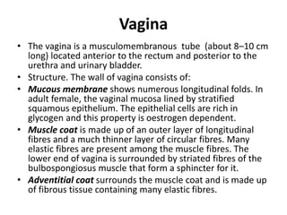 Vagina
• The vagina is a musculomembranous tube (about 8–10 cm
long) located anterior to the rectum and posterior to the
urethra and urinary bladder.
• Structure. The wall of vagina consists of:
• Mucous membrane shows numerous longitudinal folds. In
adult female, the vaginal mucosa lined by stratified
squamous epithelium. The epithelial cells are rich in
glycogen and this property is oestrogen dependent.
• Muscle coat is made up of an outer layer of longitudinal
fibres and a much thinner layer of circular fibres. Many
elastic fibres are present among the muscle fibres. The
lower end of vagina is surrounded by striated fibres of the
bulbospongiosus muscle that form a sphincter for it.
• Adventitial coat surrounds the muscle coat and is made up
of fibrous tissue containing many elastic fibres.
 
