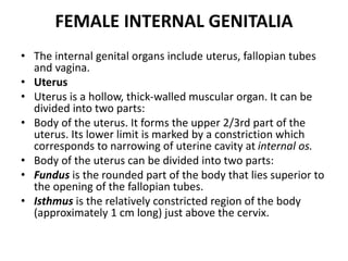 FEMALE INTERNAL GENITALIA
• The internal genital organs include uterus, fallopian tubes
and vagina.
• Uterus
• Uterus is a hollow, thick-walled muscular organ. It can be
divided into two parts:
• Body of the uterus. It forms the upper 2/3rd part of the
uterus. Its lower limit is marked by a constriction which
corresponds to narrowing of uterine cavity at internal os.
• Body of the uterus can be divided into two parts:
• Fundus is the rounded part of the body that lies superior to
the opening of the fallopian tubes.
• Isthmus is the relatively constricted region of the body
(approximately 1 cm long) just above the cervix.
 