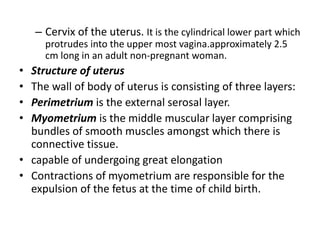 – Cervix of the uterus. It is the cylindrical lower part which
protrudes into the upper most vagina.approximately 2.5
cm long in an adult non-pregnant woman.
• Structure of uterus
• The wall of body of uterus is consisting of three layers:
• Perimetrium is the external serosal layer.
• Myometrium is the middle muscular layer comprising
bundles of smooth muscles amongst which there is
connective tissue.
• capable of undergoing great elongation
• Contractions of myometrium are responsible for the
expulsion of the fetus at the time of child birth.
 