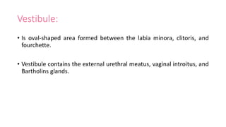 Vestibule:
• Is oval-shaped area formed between the labia minora, clitoris, and
fourchette.
• Vestibule contains the external urethral meatus, vaginal introitus, and
Bartholins glands.
 
