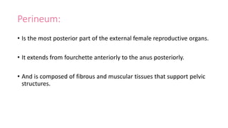 Perineum:
• Is the most posterior part of the external female reproductive organs.
• It extends from fourchette anteriorly to the anus posteriorly.
• And is composed of fibrous and muscular tissues that support pelvic
structures.
 