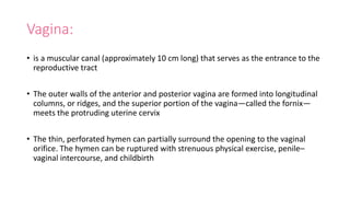 Vagina:
• is a muscular canal (approximately 10 cm long) that serves as the entrance to the
reproductive tract
• The outer walls of the anterior and posterior vagina are formed into longitudinal
columns, or ridges, and the superior portion of the vagina—called the fornix—
meets the protruding uterine cervix
• The thin, perforated hymen can partially surround the opening to the vaginal
orifice. The hymen can be ruptured with strenuous physical exercise, penile–
vaginal intercourse, and childbirth
 