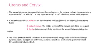 Uterus and Cervix:
• The uterus is the muscular organ that nourishes and supports the growing embryo. Its average size is
approximately 5 cm wide by 7 cm long (approximately 2 in by 3 in) when a female is not pregnant.
• It has three sections : 1. fundus - The portion of the uterus superior to the opening of the uterine
tubes
2. body of uterus - The middle section of the uterus is called the (or corpus)
3. Cervix - is the narrow inferior portion of the uterus that projects into the
vagina.
• The cervix produces mucus secretions that become thin and stringy under the influence of high
systemic plasma estrogen concentrations, and these secretions can facilitate sperm movement
through the reproductive tract.
 