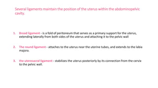 Several ligaments maintain the position of the uterus within the abdominopelvic
cavity.
1. Broad ligament - is a fold of peritoneum that serves as a primary support for the uterus,
extending laterally from both sides of the uterus and attaching it to the pelvic wall
2. The round ligament - attaches to the uterus near the uterine tubes, and extends to the labia
majora.
3. the uterosacral ligament - stabilizes the uterus posteriorly by its connection from the cervix
to the pelvic wall.
 