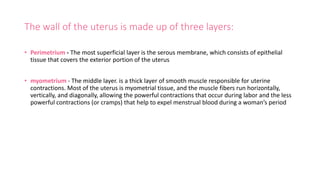 The wall of the uterus is made up of three layers:
• Perimetrium - The most superficial layer is the serous membrane, which consists of epithelial
tissue that covers the exterior portion of the uterus
• myometrium - The middle layer. is a thick layer of smooth muscle responsible for uterine
contractions. Most of the uterus is myometrial tissue, and the muscle fibers run horizontally,
vertically, and diagonally, allowing the powerful contractions that occur during labor and the less
powerful contractions (or cramps) that help to expel menstrual blood during a woman’s period
 