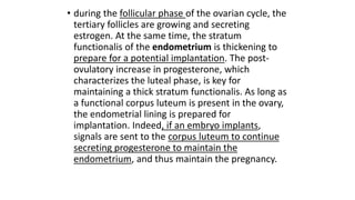 • during the follicular phase of the ovarian cycle, the
tertiary follicles are growing and secreting
estrogen. At the same time, the stratum
functionalis of the endometrium is thickening to
prepare for a potential implantation. The post-
ovulatory increase in progesterone, which
characterizes the luteal phase, is key for
maintaining a thick stratum functionalis. As long as
a functional corpus luteum is present in the ovary,
the endometrial lining is prepared for
implantation. Indeed, if an embryo implants,
signals are sent to the corpus luteum to continue
secreting progesterone to maintain the
endometrium, and thus maintain the pregnancy.
 