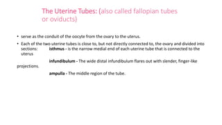 The Uterine Tubes: (also called fallopian tubes
or oviducts)
• serve as the conduit of the oocyte from the ovary to the uterus.
• Each of the two uterine tubes is close to, but not directly connected to, the ovary and divided into
sections: isthmus - is the narrow medial end of each uterine tube that is connected to the
uterus
infundibulum - The wide distal infundibulum flares out with slender, finger-like
projections.
ampulla - The middle region of the tube.
 