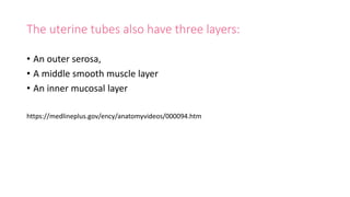 The uterine tubes also have three layers:
• An outer serosa,
• A middle smooth muscle layer
• An inner mucosal layer
https://medlineplus.gov/ency/anatomyvideos/000094.htm
 