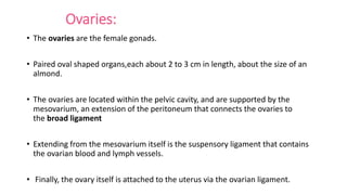 Ovaries:
• The ovaries are the female gonads.
• Paired oval shaped organs,each about 2 to 3 cm in length, about the size of an
almond.
• The ovaries are located within the pelvic cavity, and are supported by the
mesovarium, an extension of the peritoneum that connects the ovaries to
the broad ligament
• Extending from the mesovarium itself is the suspensory ligament that contains
the ovarian blood and lymph vessels.
• Finally, the ovary itself is attached to the uterus via the ovarian ligament.
 