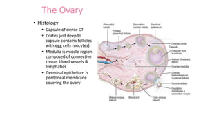 The Ovary
• Histology
• Capsule of dense CT
• Cortex just deep to
capsule contains follicles
with egg cells (oocytes)
• Medulla is middle region
composed of connective
tissue, blood vessels &
lymphatics
• Germinal epithelium is
peritoneal membrane
covering the ovary
Capsule
Capsule
 