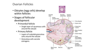 Ovarian Follicles
• Oöcytes (egg cells) develop
within follicles
• Stages of follicular
development
• Primordial follicle
• Single layer of squamous cells
around the oöcyte
• Primary follicle
• Layers of cuboidal granulosa
cells around the oöcyte
• Granulosa cells secrete
estrogens
 
