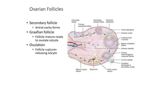 Ovarian Follicles
• Secondary follicle
• Antral cavity forms
• Graafian follicle
• Follicle mature ready
to ovulate oöcyte
• Ovulation
• Follicle ruptures
releasing oöcyte
 