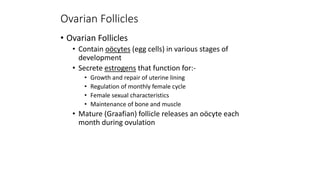 Ovarian Follicles
• Ovarian Follicles
• Contain oöcytes (egg cells) in various stages of
development
• Secrete estrogens that function for:-
• Growth and repair of uterine lining
• Regulation of monthly female cycle
• Female sexual characteristics
• Maintenance of bone and muscle
• Mature (Graafian) follicle releases an oöcyte each
month during ovulation
 