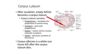 Corpus Luteum
• After ovulation, empty follicle
becomes a corpus luteum
• Corpus Luteum secretes:-
• Progesterone – completes the
preparation of uterine lining
• Estrogens – work with
progesterone
• Relaxin – relaxes uterine muscles
and pubic symphysis
• Inhibin – decreases secretion of
FSH and LH
• Corpus albicans is a white scar
tissue left after the corpus
luteum dies.
 