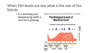 When FSH levels are low what is the size of the
follicle
• It is shrinking and
disappearing while a
new set is growing
 