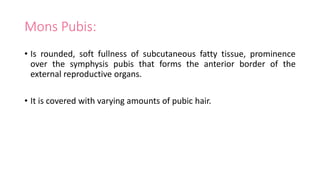 Mons Pubis:
• Is rounded, soft fullness of subcutaneous fatty tissue, prominence
over the symphysis pubis that forms the anterior border of the
external reproductive organs.
• It is covered with varying amounts of pubic hair.
 