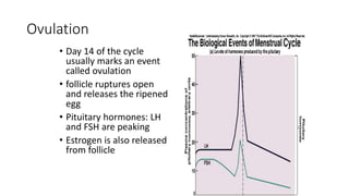 Ovulation
• Day 14 of the cycle
usually marks an event
called ovulation
• follicle ruptures open
and releases the ripened
egg
• Pituitary hormones: LH
and FSH are peaking
• Estrogen is also released
from follicle
 