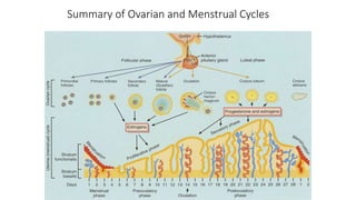 Summary of Ovarian and Menstrual Cycles
 