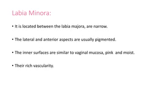 Labia Minora:
• It is located between the labia majora, are narrow.
• The lateral and anterior aspects are usually pigmented.
• The inner surfaces are similar to vaginal mucosa, pink and moist.
• Their rich vascularity.
 