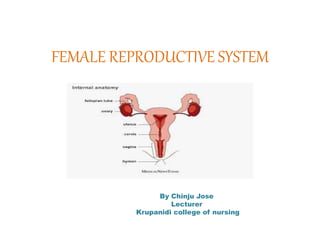 FEMALE REPRODUCTIVE SYSTEM
By Chinju Jose
Lecturer
Krupanidi college of nursing
 