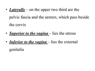 • Laterally – on the upper two third are the
pelvic fascia and the ureters, which pass beside
the cervix
• Superior to the vagina – lies the utreus
• Inferior to the vagina – lies the external
genitalia
 