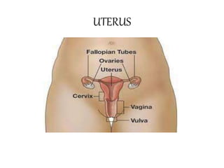 UTERUS
 