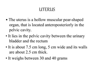 UTERUS
• The uterus is a hollow muscular pear-shaped
organ, that is located anteroposteriorly in the
pelvic cavity.
• It lies in the pelvic cavity between the urinary
bladder and the rectum
• It is about 7.5 cm long, 5 cm wide and its walls
are about 2.5 cm thick.
• It weighs between 30 and 40 grams
 