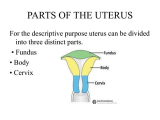 PARTS OF THE UTERUS
For the descriptive purpose uterus can be divided
into three distinct parts.
• Fundus
• Body
• Cervix
 